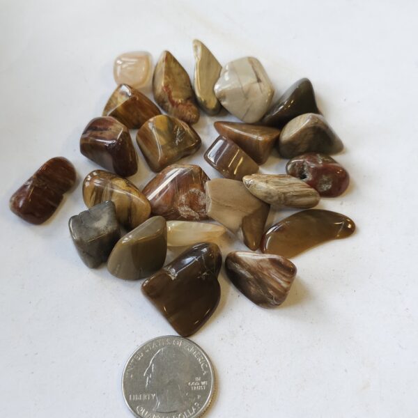 Petrified Wood Tumble